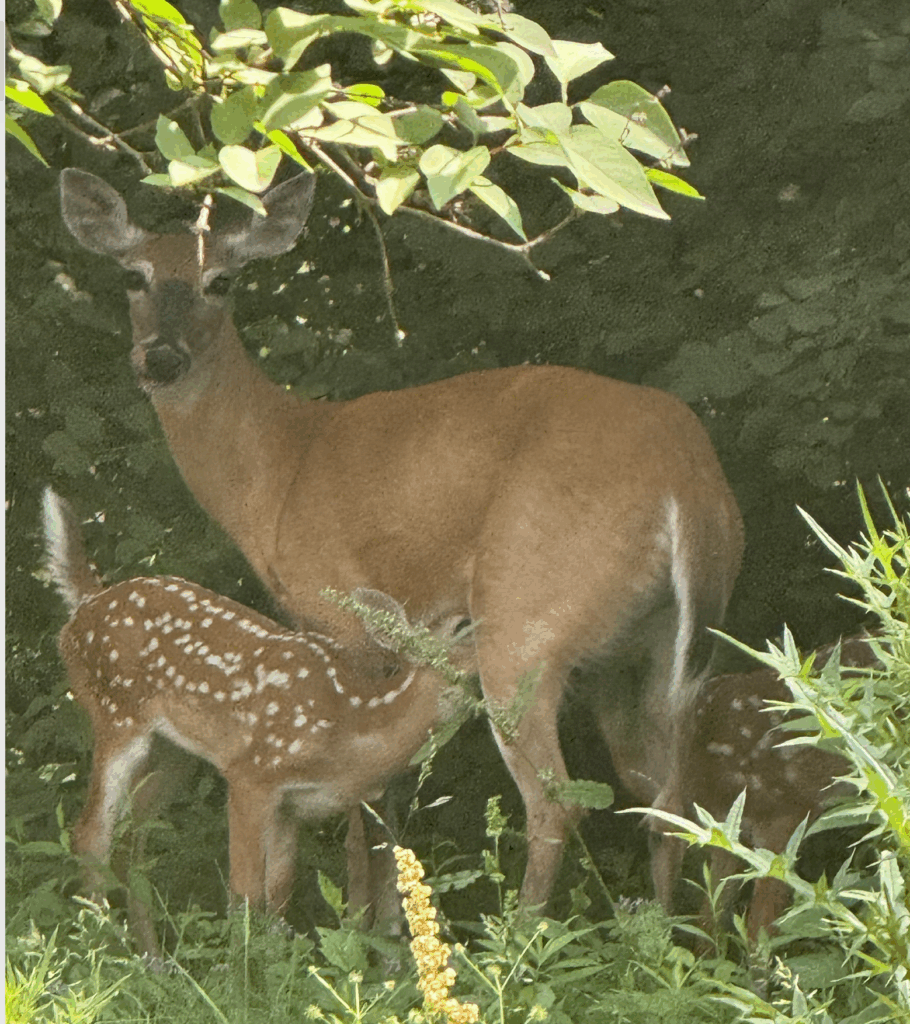 deer nursing